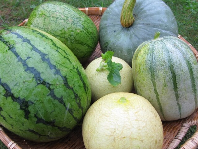 イネ科の花粉症の方が悪化しやすい食べ物